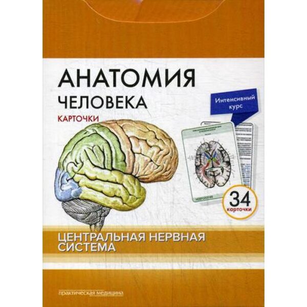 Анатомия человека: карточки. (34 шт). Центральная нервная система. Сапин М.Р., Николенко В.Н., Тимофеева М.О.