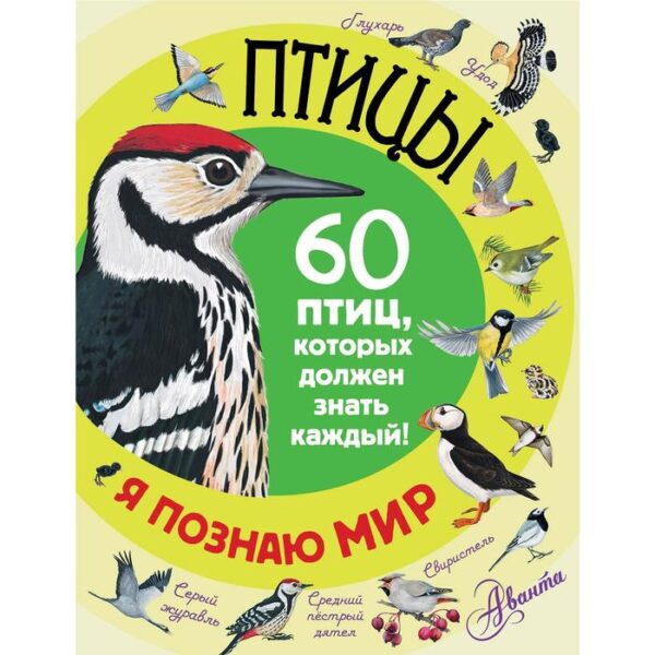 «Птицы»